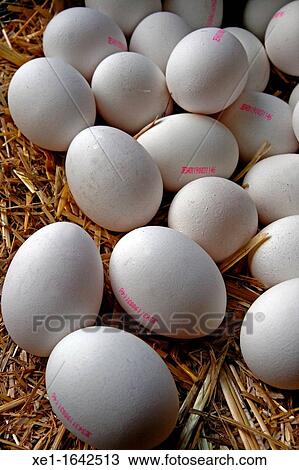 chicken eggs View Large Photo Image Stock Image - chicken eggs. Fotosearch