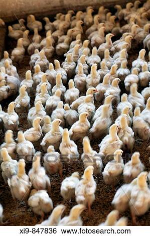 Chicken in poultry farm. Villamanrique de la Condesa, Sevilla province, Andalucia, Spain View Large Photo Image Stock Photograph - Chicken in poultry farm. Villamanrique de la Condesa, Sevilla province, Andalucia, Spain. Fotosearch