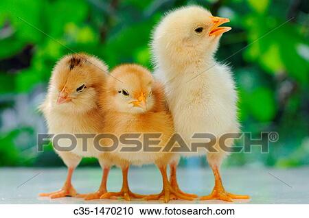 chicken View Large Photo Image Stock Image - chicken. Fotosearch