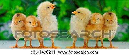 Stock Image - chicken. Fotosearch