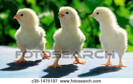 chicken View Large Photo Image Stock Photo - chicken. Fotosearch