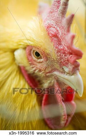 Chicken. View Large Photo Image Stock Photograph - Chicken.. Fotosearch