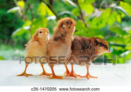 chicken View Large Photo Image Stock Photography - chicken. Fotosearch