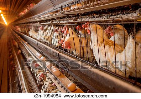 Chickens in cages at a conventional production commercial, egg farm, Maryland USA View Large Photo Image Picture - Chickens in cages at a conventional production commercial, egg farm, Maryland USA. Fotosearch