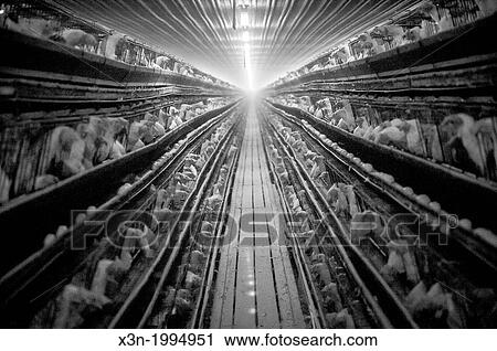 Chickens in cages at a conventional production commercial, egg farm, Maryland USA View Large Photo Image Stock Image - Chickens in cages at a conventional production commercial, egg farm, Maryland USA. Fotosearch