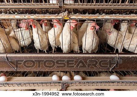 Chickens in cages at a conventional production commercial, egg farm, Maryland USA View Large Photo Image Stock Image - Chickens in cages at a conventional production commercial, egg farm, Maryland USA. Fotosearch