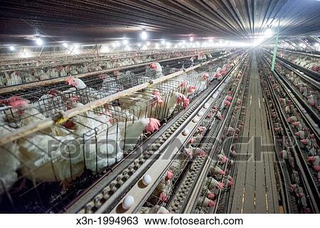 Chickens in cages at a conventional production commercial, egg farm, Maryland USA View Large Photo Image Stock Image - Chickens in cages at a conventional production commercial, egg farm, Maryland USA. Fotosearch
