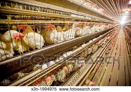 Chickens in cages at a conventional production commercial, egg farm, Maryland USA View Large Photo Image Stock Photography - Chickens in cages at a conventional production commercial, egg farm, Maryland USA. Fotosearch