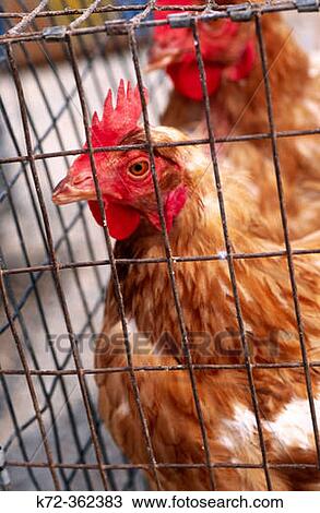 Chickens. View Large Photo Image Stock Image - Chickens.. Fotosearch
