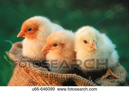 Chickens View Large Photo Image Stock Photo - Chickens. Fotosearch