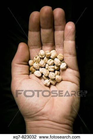 Chickpeas View Large Photo Image Stock Image - Chickpeas. Fotosearch