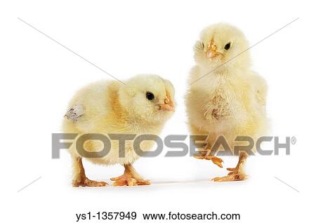 CHICKS AGAINST WHITE BACKGROUND View Large Photo Image Stock Photo - CHICKS AGAINST WHITE BACKGROUND. Fotosearch