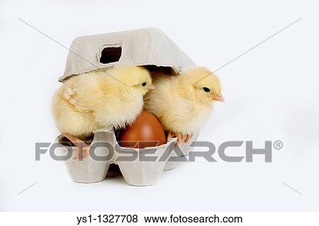CHICKS IN EGGBOX AGAINST WHITE BACKGROUND View Large Photo Image Stock Photo - CHICKS IN EGGBOX AGAINST WHITE BACKGROUND. Fotosearch