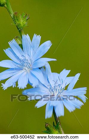 Stock Image - Chicory (Cichorium intybus). Wellington, Ontario, Canada. Fotosearch
