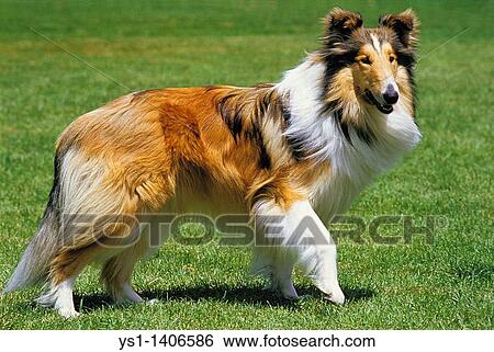 Chien Colley Adulte Sur Herbe Banque De Photographies