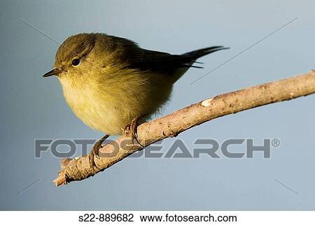 Stock Image - Chiffchaff (Phylloscopus collibita). Fotosearch