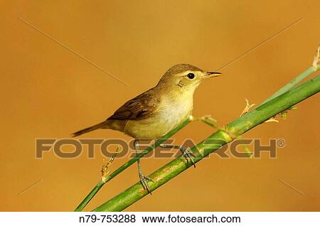 Chiffchaff (Phylloscopus collybita). Valle de Alcudia, Ciudad Real province, Castilla-La Mancha, Spain View Large Photo Image Stock Photo - Chiffchaff (Phylloscopus collybita). Valle de Alcudia, Ciudad Real province, Castilla-La Mancha, Spain. Fotosearch
