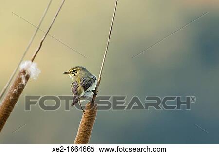 Stock Photography - Chiffchaff - Phylloscopus collybita, Greece. Fotosearch