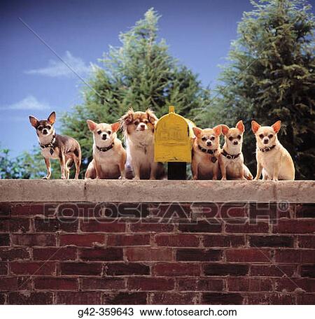 Chihuahas guarding mailbox. View Large Photo Image Stock Image - Chihuahas guarding mailbox.. Fotosearch