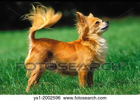 Chihuahua Dog standing on Grass. View Large Photo Image Stock Photograph - Chihuahua Dog standing on Grass.. Fotosearch