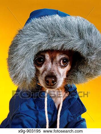 Stock Photography - Chihuahua. Fotosearch