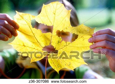 Child girl with yellow leaf cut as face View Large Photo Image Stock Photograph - Child girl with yellow leaf cut as face. Fotosearch