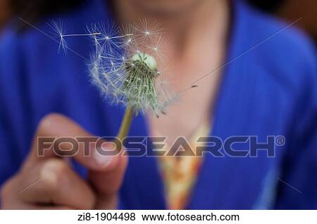 Stock Photo - Child holds dandelion -Taraxum Oficinale. Fotosearch