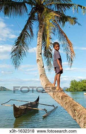 child on a palm tree trunk, village of Ambatozavavy, Nosy Be island, Republic of Madagascar, Indian Ocean View Large Photo Image Stock Photo - child on a palm tree trunk, village of Ambatozavavy, Nosy Be island, Republic of Madagascar, Indian Ocean. Fotosearch