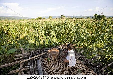 Child scaring birds from field, Baiga Tribe, Madhya Pradesh, Chada near Mandala district, India. View Large Photo Image Stock Photography - Child scaring birds from field, Baiga Tribe, Madhya Pradesh, Chada near Mandala district, India.. Fotosearch