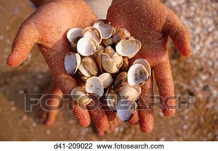 Child with seashells in hands View Large Photo Image Stock Image - Child with seashells in hands. Fotosearch
