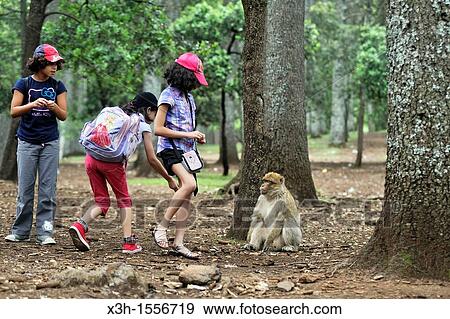 children and Barbary Macaque, Atlas cedar forest, near Azrou, Middle Atlas, Morocco, North Africa View Large Photo Image Stock Photo - children and Barbary Macaque, Atlas cedar forest, near Azrou, Middle Atlas, Morocco, North Africa. Fotosearch