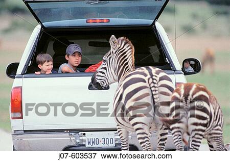 Stock Photo - Children in truck and zebras. Fossil Rim Wildlife Center. Glen Rose. Texas. USA. Fotosearch