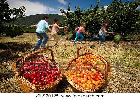 Stock Photography - Children playing during cherry harvesting Echauri valley Navarra Spain. Fotosearch