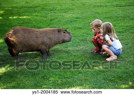 Stock Photography - Children with Capybara, hydrochoeris hydrochaeris, Zoo in Normandy.. Fotosearch