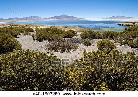 Stock Image - Chile. Atacama desert. Flamingos national reserve. Lake in the Tara salar.. Fotosearch