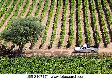 Stock Image - Chile, Casablanca, Vina Indomita winery, vineyard.. Fotosearch