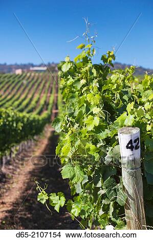 Chile, Casablanca, vineyard detail at Vina Casas del Bosque winery. View Large Photo Image Picture - Chile, Casablanca, vineyard detail at Vina Casas del Bosque winery.. Fotosearch