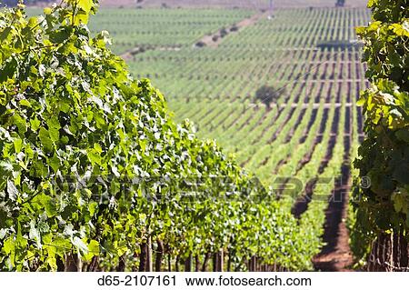 Stock Image - Chile, Casablanca, vineyard detail at Vina Casas del Bosque winery.. Fotosearch