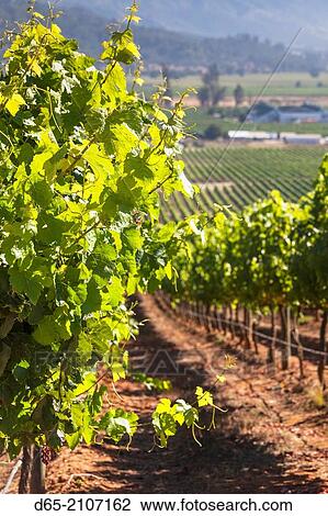 Chile, Casablanca, vineyard detail at Vina Casas del Bosque winery. View Large Photo Image Stock Image - Chile, Casablanca, vineyard detail at Vina Casas del Bosque winery.. Fotosearch