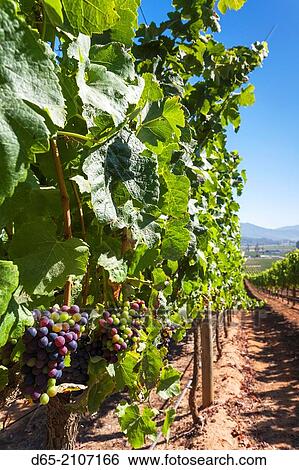 Chile, Casablanca, vineyard detail at Vina Casas del Bosque winery. View Large Photo Image Stock Photograph - Chile, Casablanca, vineyard detail at Vina Casas del Bosque winery.. Fotosearch