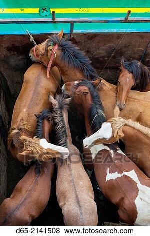 Chile, Chiloe Island, Chiloe Island ferry, horses. View Large Photo Image Stock Photo - Chile, Chiloe Island, Chiloe Island ferry, horses.. Fotosearch