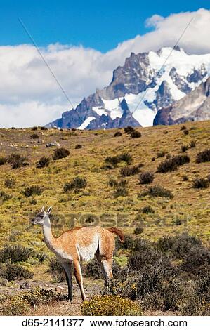 Chile, Magallanes Region, Torres del Paine National Park, Guanaco, lama guanicoe. View Large Photo Image Stock Photo - Chile, Magallanes Region, Torres del Paine National Park, Guanaco, lama guanicoe.. Fotosearch