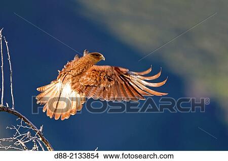 Chile, Patagonia, Magellan Region, Torres del Paine National Park, Chimango Caracara (Milvago chimango), in flight. View Large Photo Image Picture - Chile, Patagonia, Magellan Region, Torres del Paine National Park, Chimango Caracara (Milvago chimango), in flight.. Fotosearch