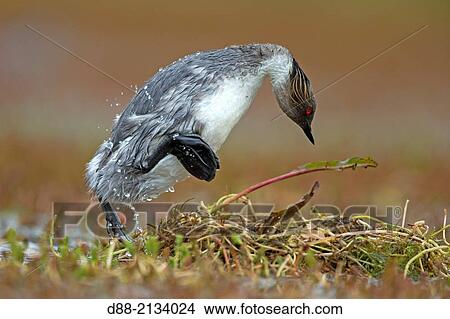 Chile, Patagonia, Magellan Region, Torres del Paine National Park, Silvery Grebe (Podiceps occipitalis). View Large Photo Image Picture - Chile, Patagonia, Magellan Region, Torres del Paine National Park, Silvery Grebe (Podiceps occipitalis).. Fotosearch