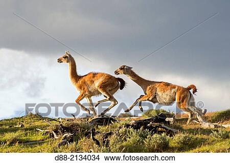 Chile, Patagonia, Magellan Region, Torres del Paine National Park, Guanaco (Lama guanicoe), fighting. View Large Photo Image Picture - Chile, Patagonia, Magellan Region, Torres del Paine National Park, Guanaco (Lama guanicoe), fighting.. Fotosearch