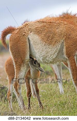 Chile, Patagonia, Magellan Region, Torres del Paine National Park, Guanaco (Lama guanicoe), mother with baby. View Large Photo Image Stock Image - Chile, Patagonia, Magellan Region, Torres del Paine National Park, Guanaco (Lama guanicoe), mother with baby.. Fotosearch