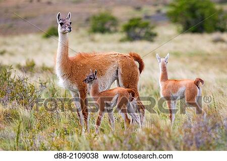 Chile, Patagonia, Magellan Region, Torres del Paine National Park, Guanaco (Lama guanicoe), adult female and baby. View Large Photo Image Stock Photo - Chile, Patagonia, Magellan Region, Torres del Paine National Park, Guanaco (Lama guanicoe), adult female and baby.. Fotosearch
