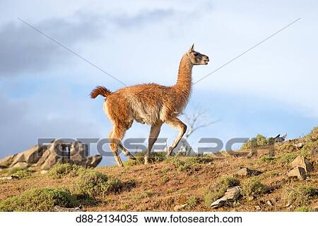 Chile, Patagonia, Magellan Region, Torres del Paine National Park, Guanaco (Lama guanicoe). View Large Photo Image Stock Photography - Chile, Patagonia, Magellan Region, Torres del Paine National Park, Guanaco (Lama guanicoe).. Fotosearch