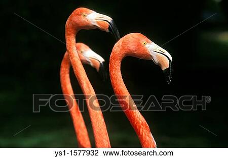 Chilean Flamingo, phoenicopterus chilensis, Group of Adults View Large Photo Image Stock Image - Chilean Flamingo, phoenicopterus chilensis, Group of Adults. Fotosearch