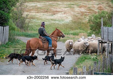 Stock Photograph - Chilean Gaucho rides horse and herds sheep.. Fotosearch